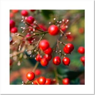 Photography - winter red berry Posters and Art